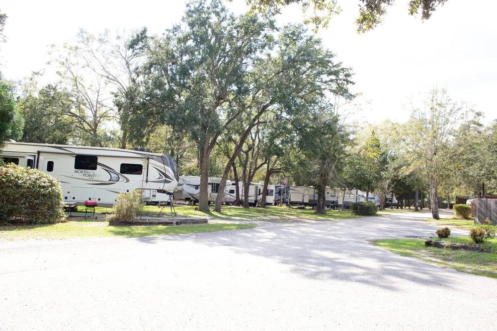 Sunny campground road lined with oaks